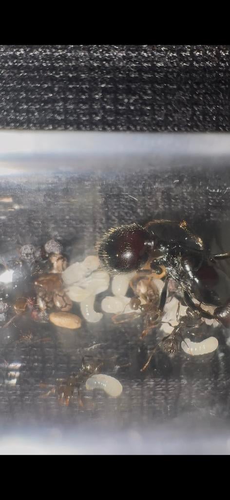 Messor barbarus 5-10 w, Mieren