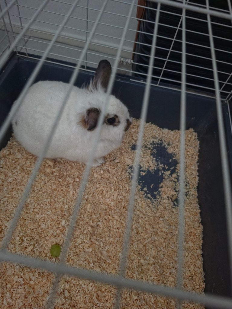 Konijn, Dieren en Toebehoren, Konijnen, Klein, Vrouwelijk, 0 tot 2 jaar