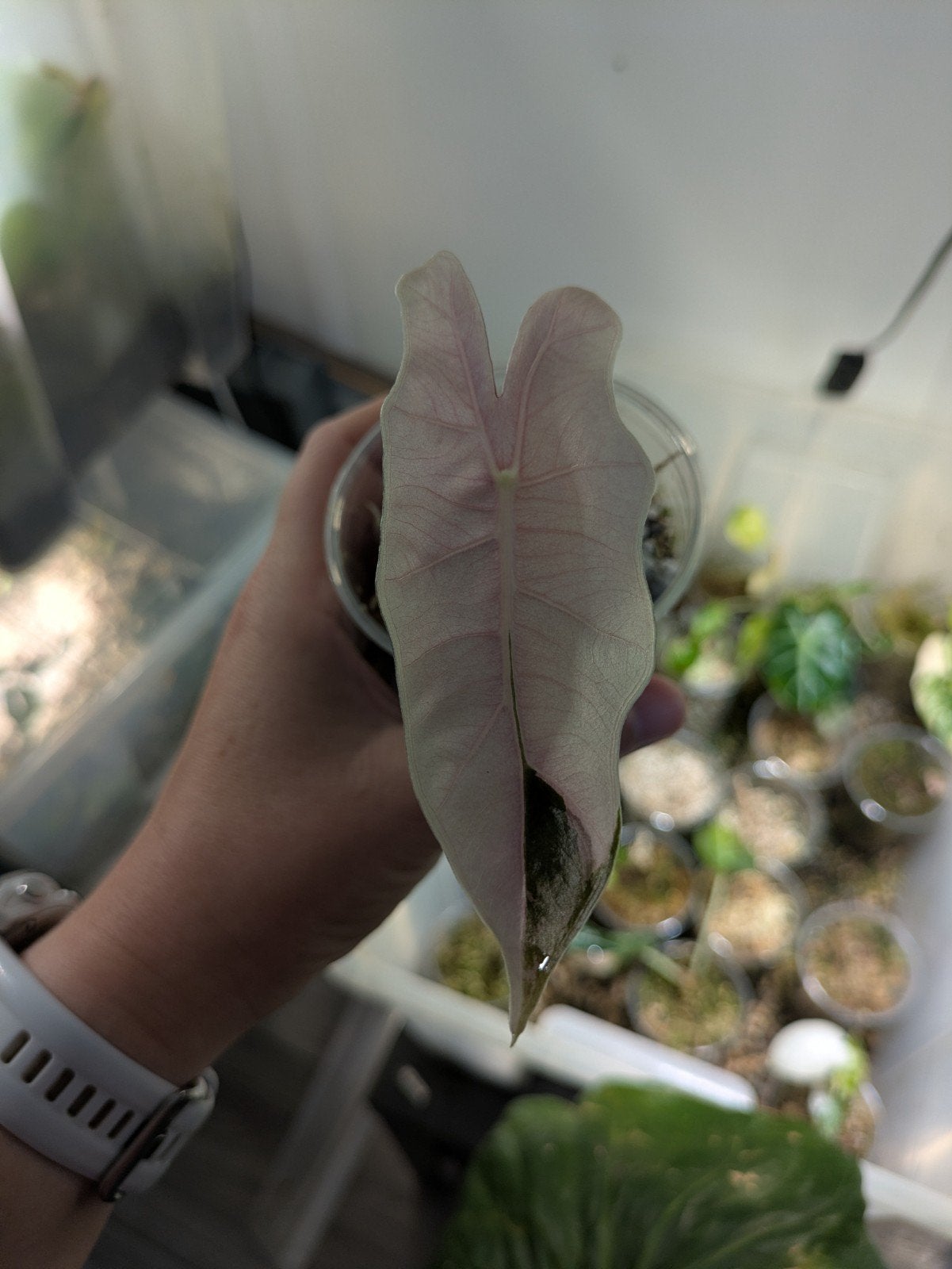 Alocasia Pseudo Sanderiana Pink variegata knol, Ophalen of Verzenden, Halfschaduw, Minder dan 100 cm