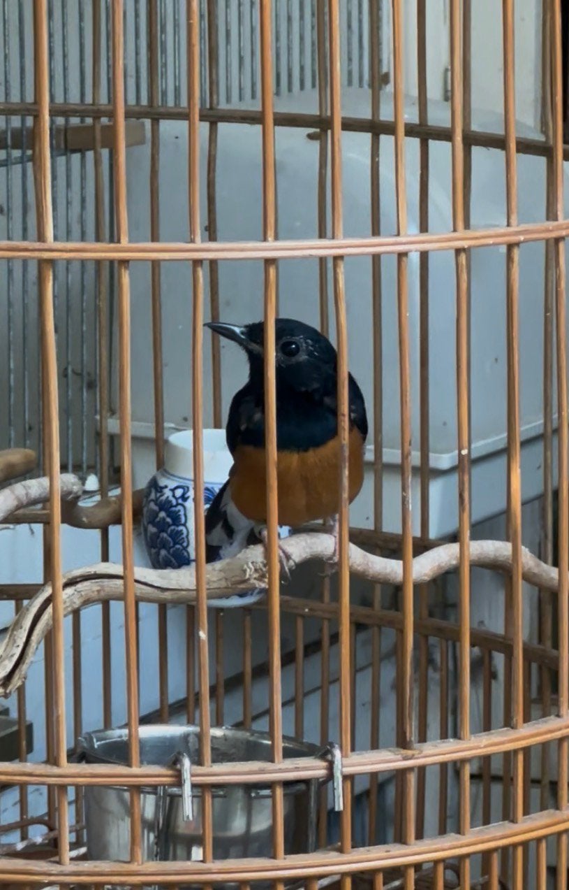 Schamalijsters geringd EK 04-2026, Meerdere dieren, Geringd
