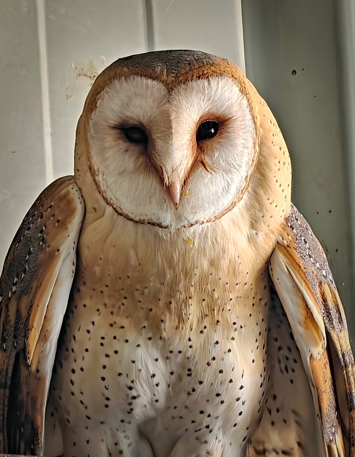 Kerkuil te koop, Dieren en Toebehoren, Vogels | Overige Vogels, Geslacht onbekend, Roofvogel, Geringd