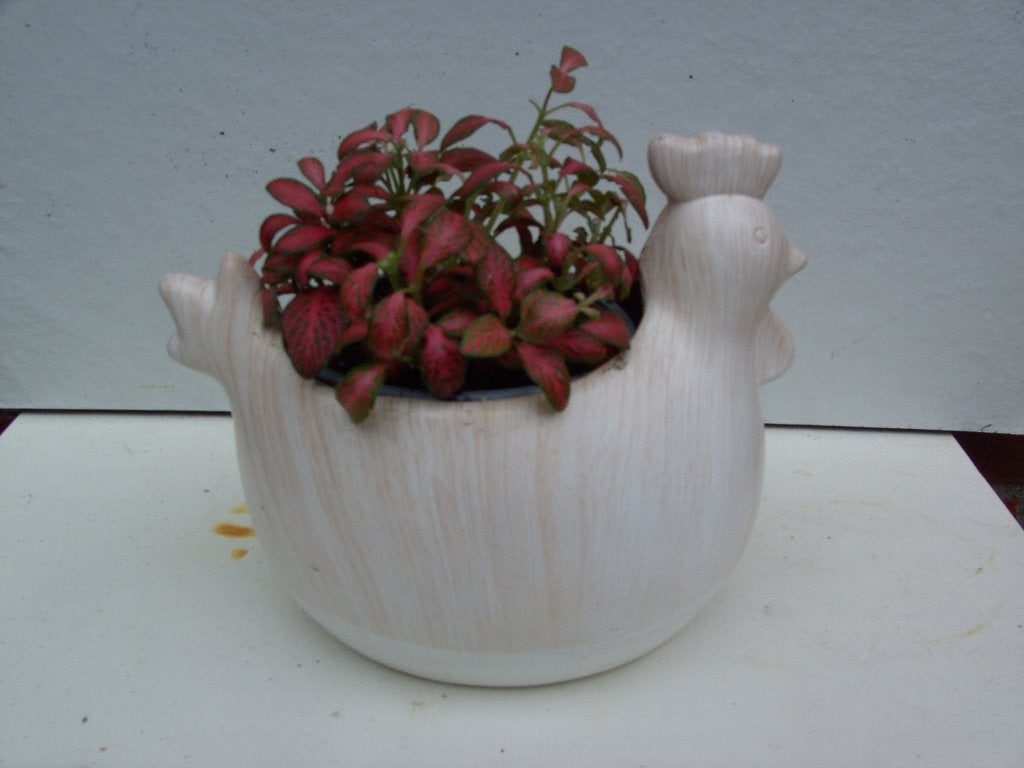 Mozaïek plantje in mooie pot., Ophalen, Overige soorten, Halfschaduw, In pot