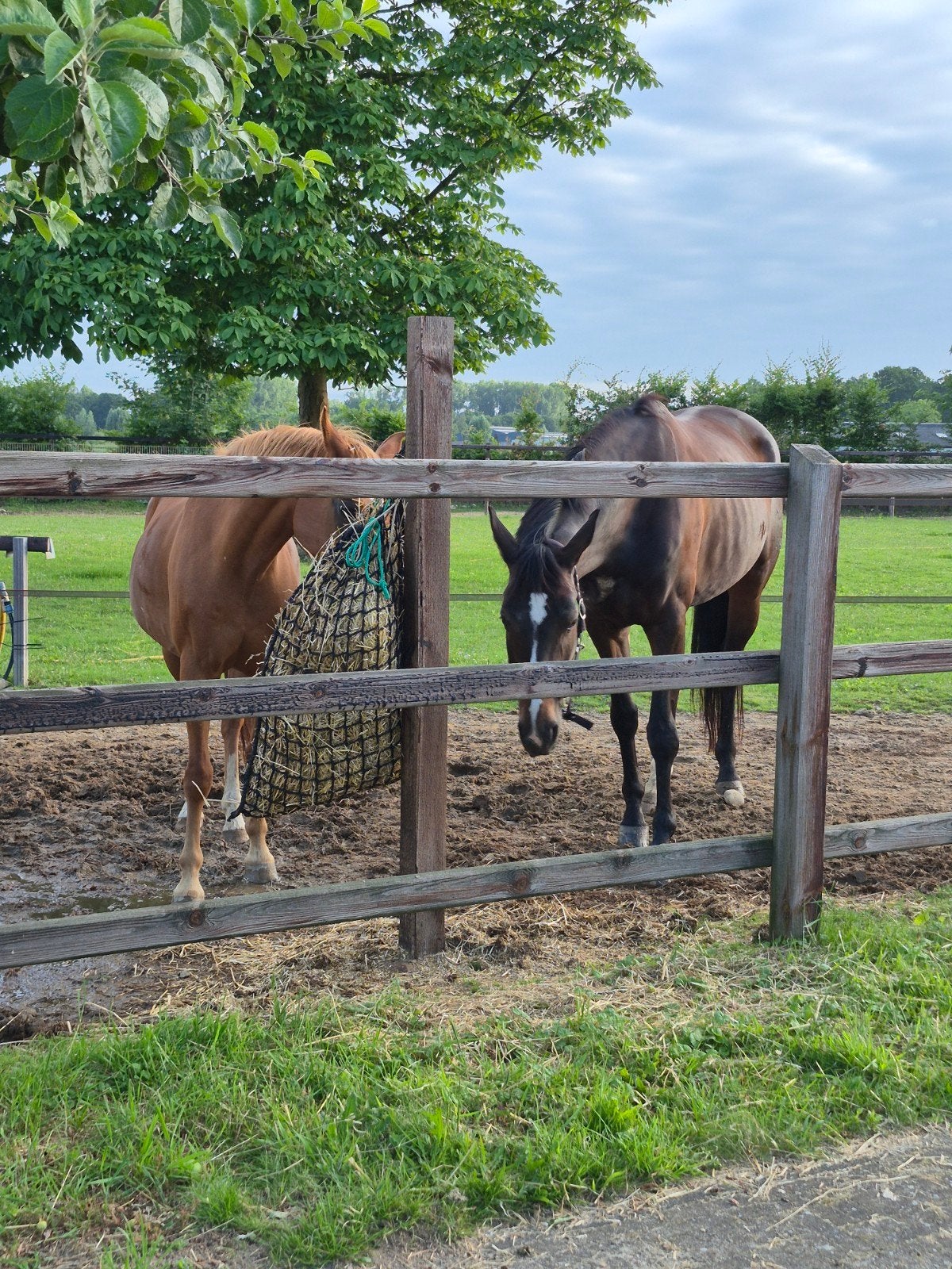 Pensionstalling aangeboden, Stalling, 1 paard of pony