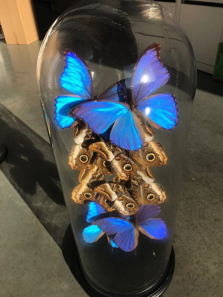 Morpho en Calico vlinders in stolp met maar liefst 8 vlinder, Ophalen, Nieuw, Insect, Opgezet dier