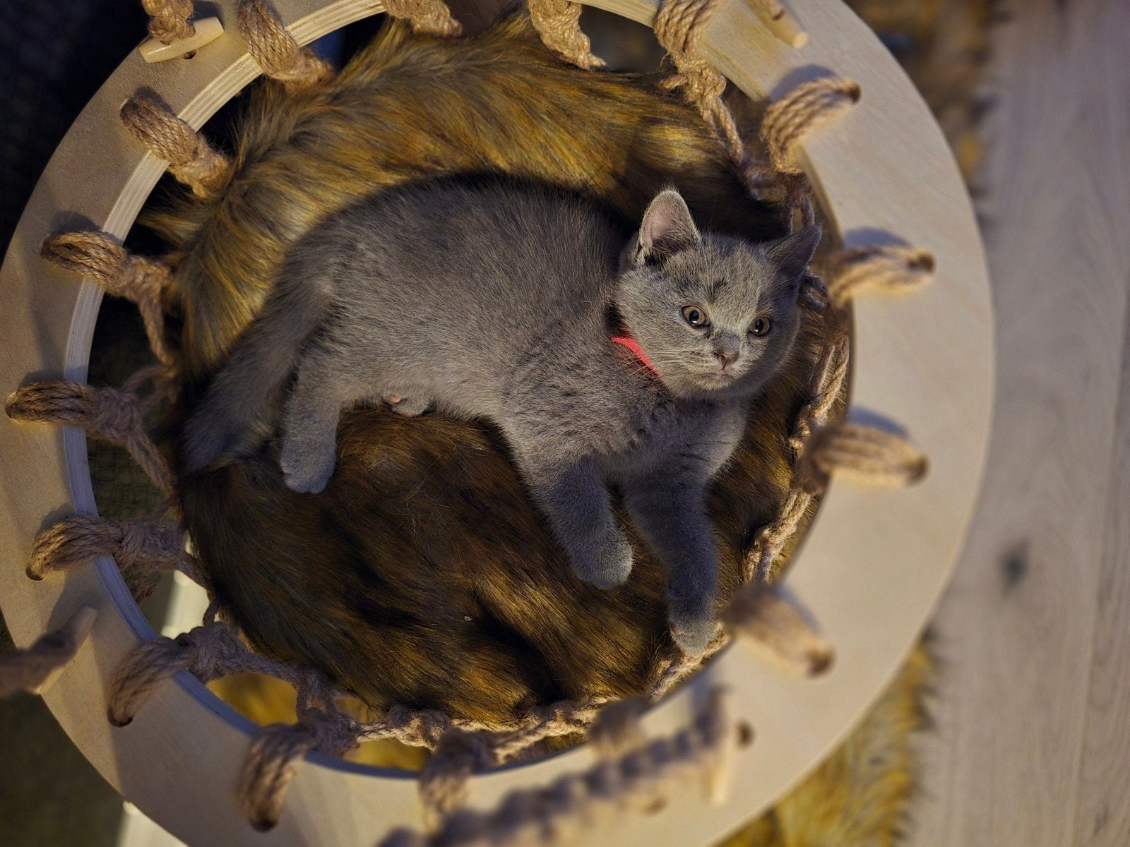 Prachtige Britse Korthaar kittens
