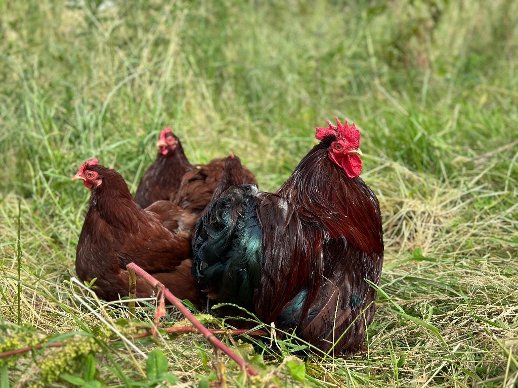Jonge tamme Cochin kriel rood gesekst en ingeënt, Vrouwelijk, Kip