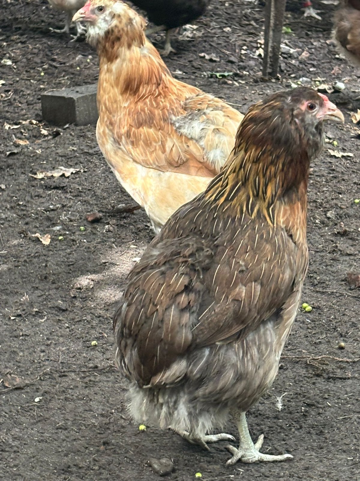 Auraucana bolstaart hennen, Dieren en Toebehoren, Pluimvee, Vrouwelijk, Kip