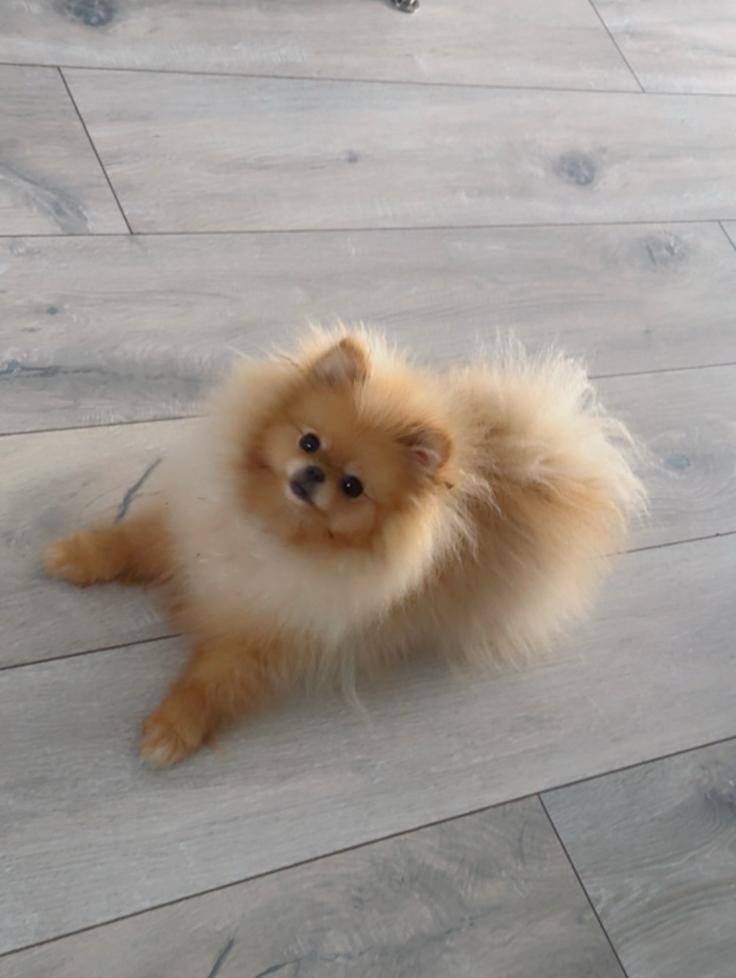 EXCLUSIEF klein Pomeriaan teefje met stamboom & paspoort, Dieren en Toebehoren, Honden | Poolhonden, Keeshonden en Oertypen, Particulier