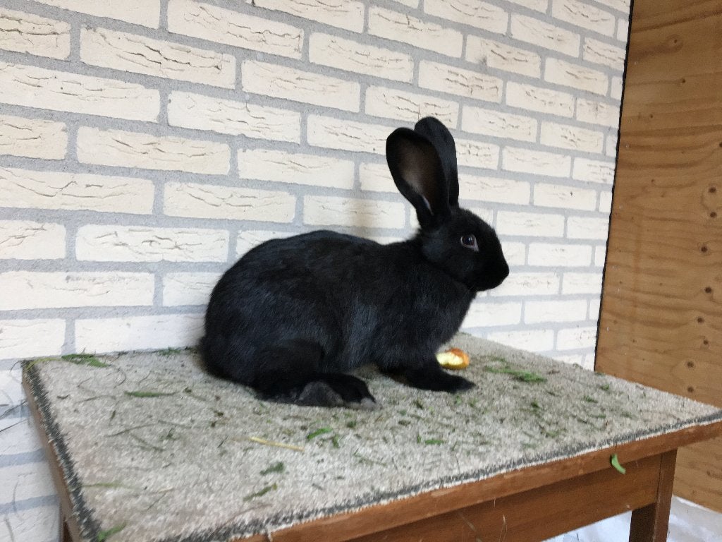 jong konijn voedster zwart Lotharinger, Dieren en Toebehoren, Vrouwelijk, Middelgroot, 0 tot 2 jaar