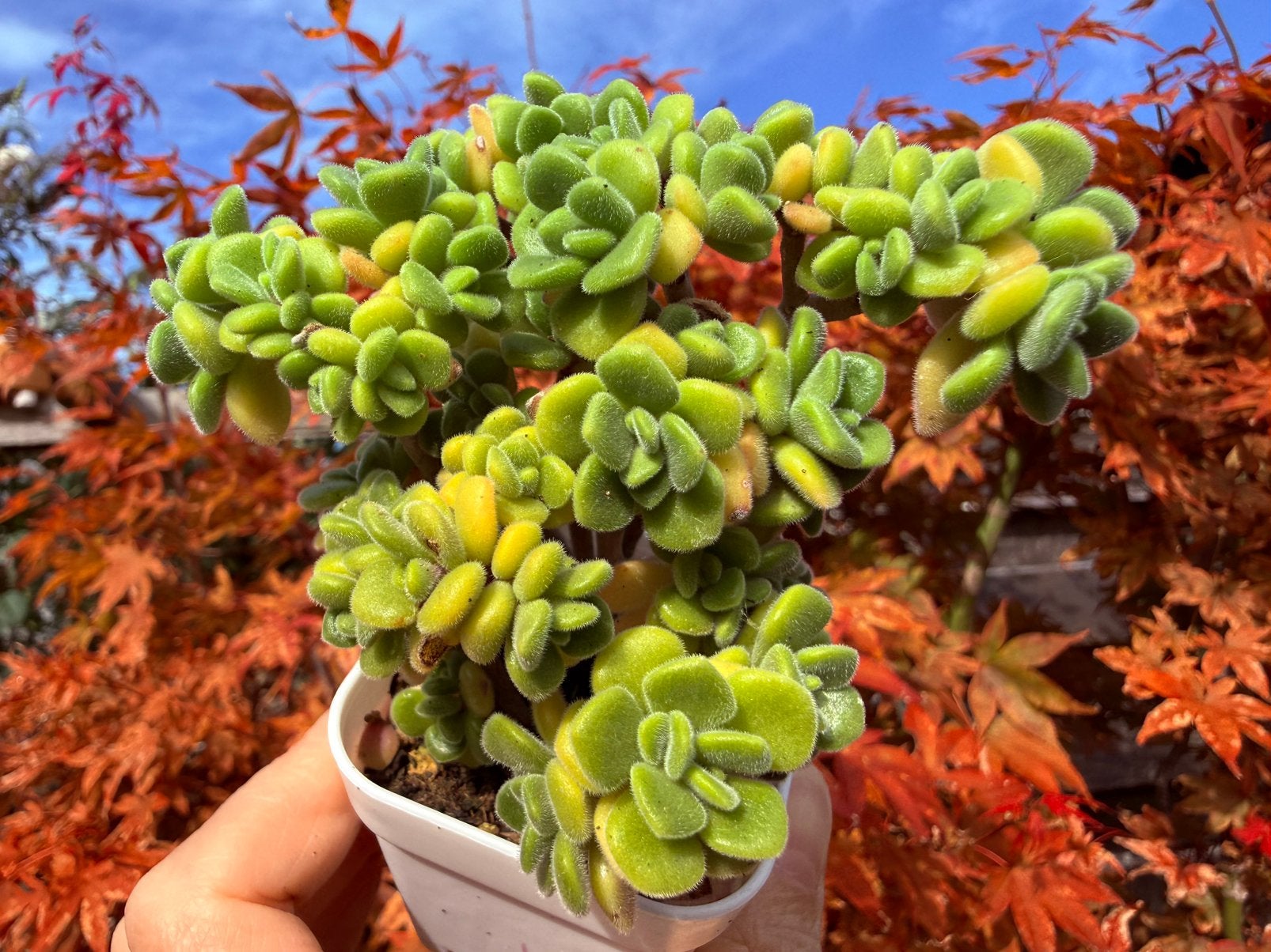 Aeonium lindleyi /pot 6.5cm/vetplant/succulent, Huis en Inrichting, Ophalen of Verzenden