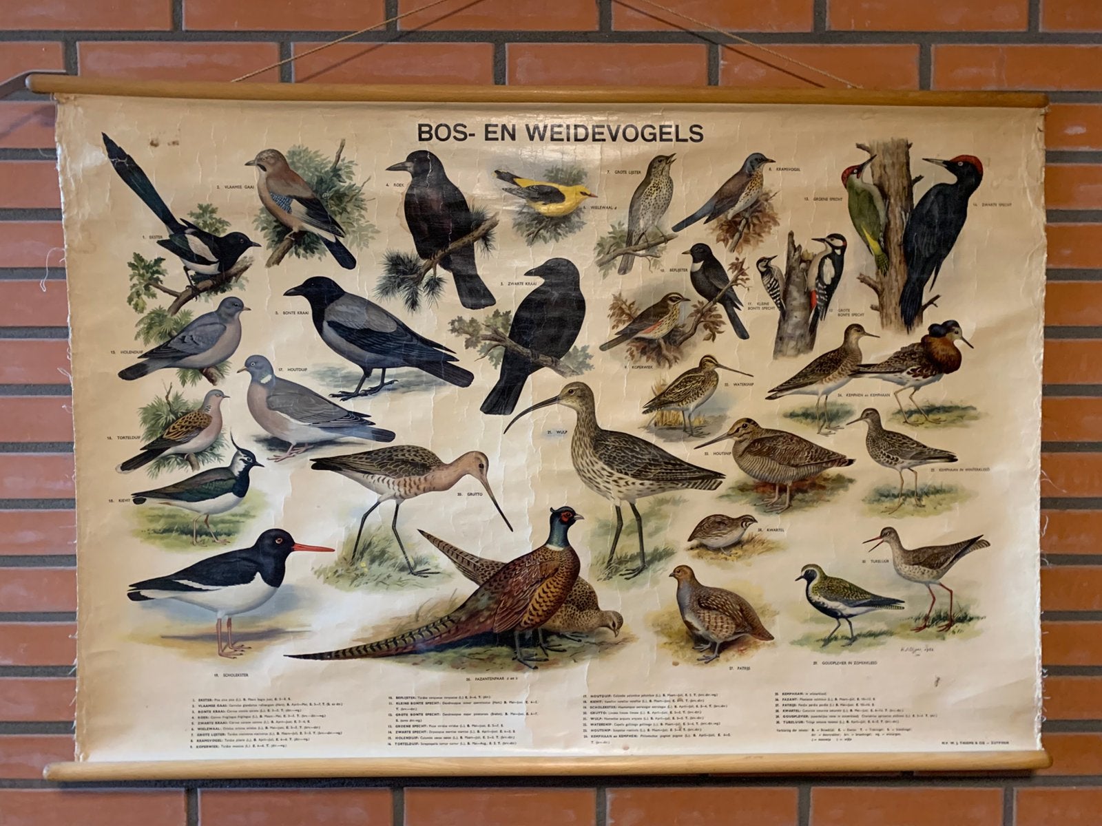 Schoolplaat bos- en weidevogels vogel poster op linnen, Ophalen, Natuur en Biologie