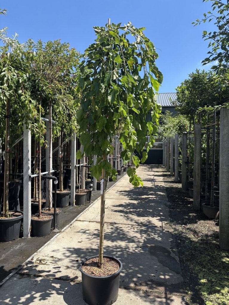 Morus alba ‘Pendula’ | Treurmoerbei 8/10 – ca. 200 & 220 cm, Treurboom, Ophalen of Verzenden, Zomer, Volle zon