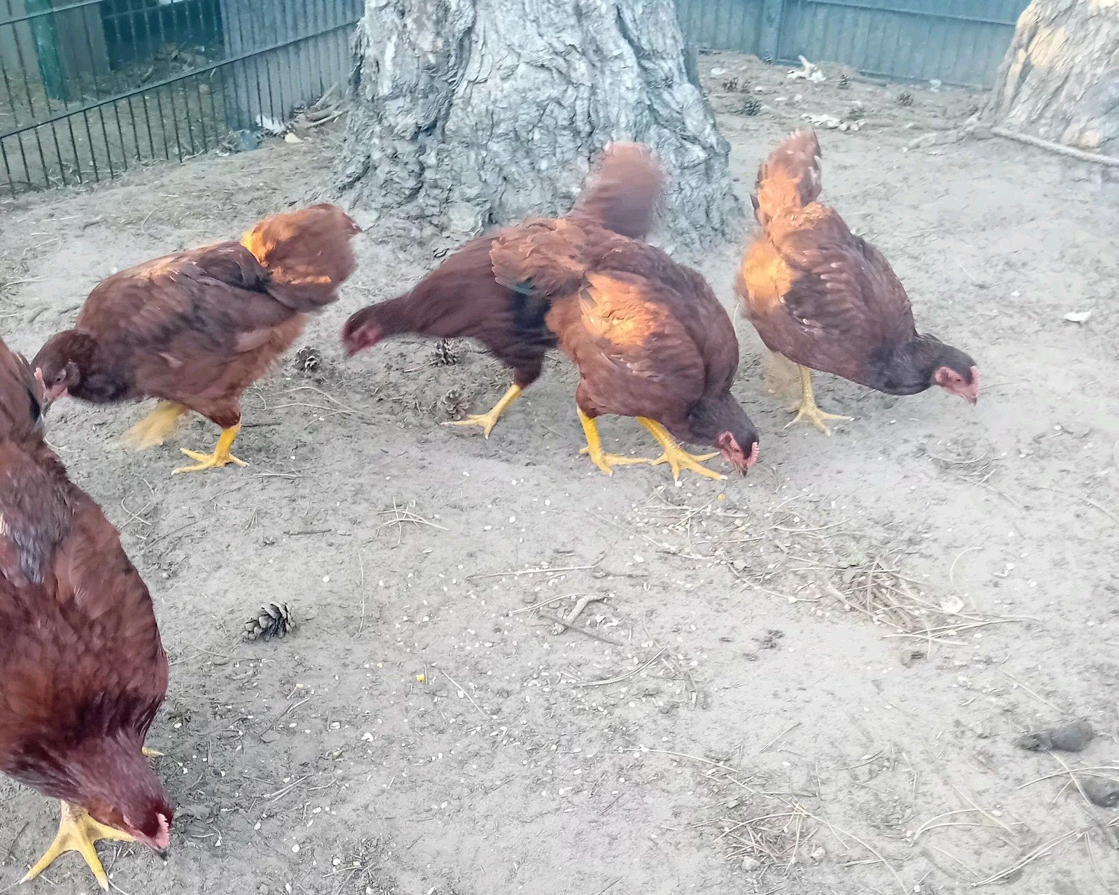 Rhode red island hanen, Dieren en Toebehoren, Pluimvee, Mannelijk, Kip