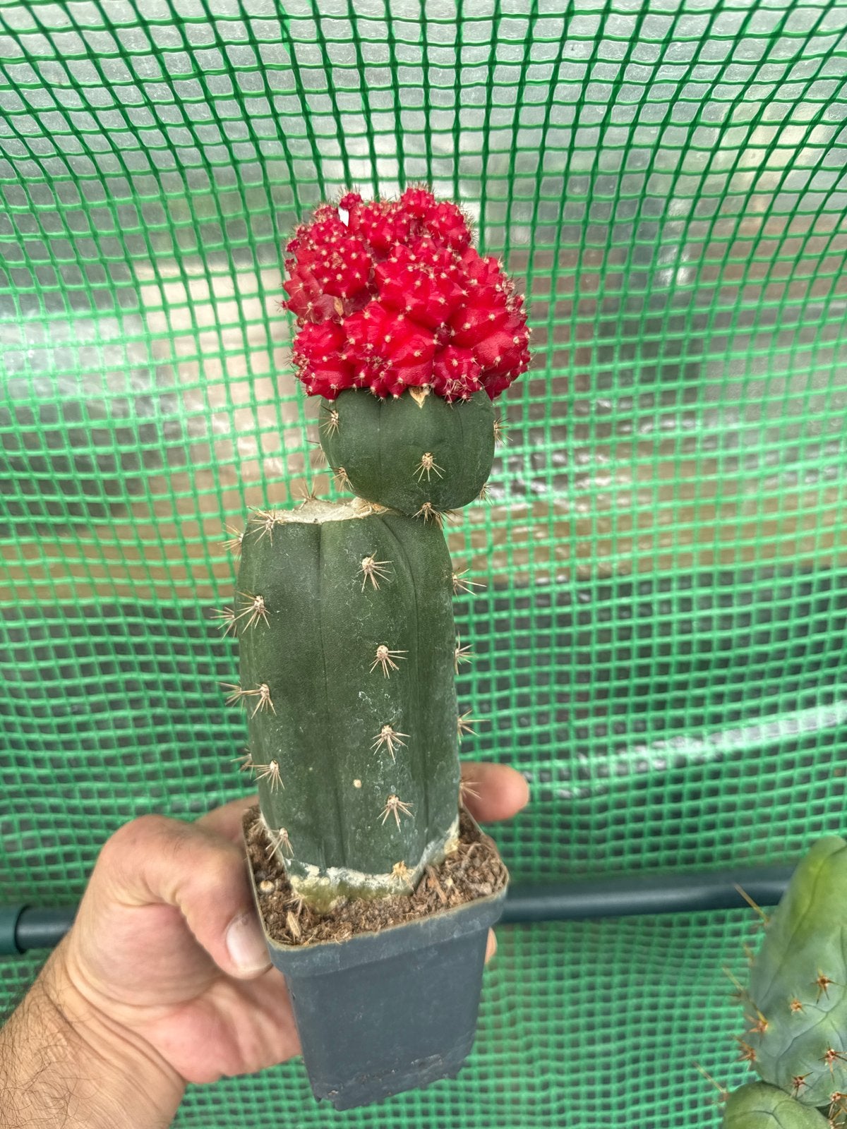 Levendige Maancactus (Gymnocalycium mihanovichii), Overige soorten, Volle zon, Vaste plant, Ophalen of Verzenden