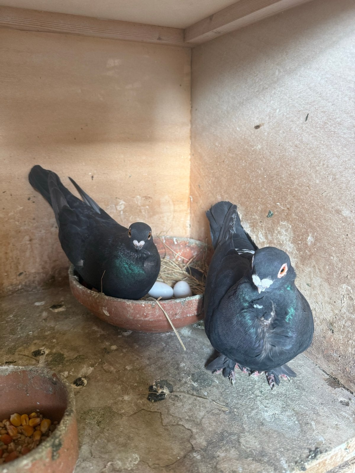 Syrië duiven, Meerdere dieren, Postduif