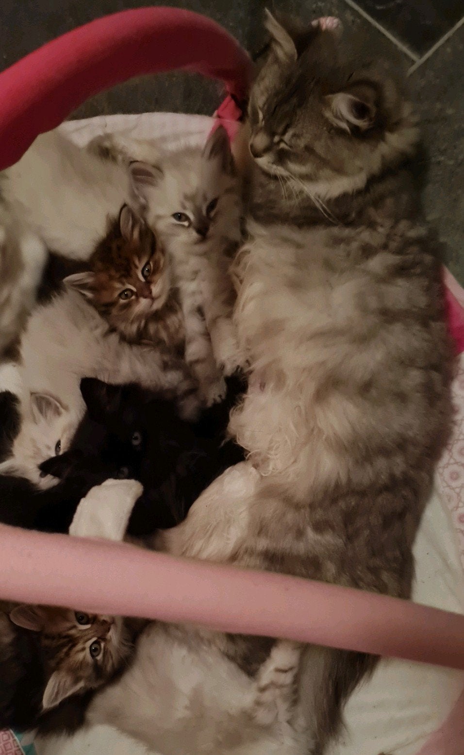 Black en Black tabby Siberische kittens, Meerdere dieren