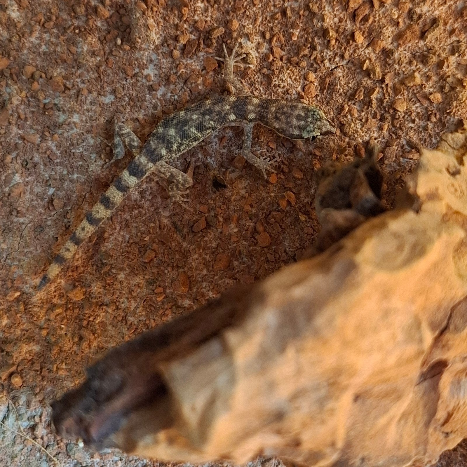 groepje microgekkos, Dieren en Toebehoren, Reptielen en Amfibieën