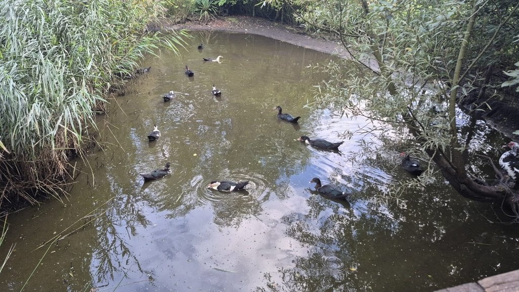 Muskus Eenden, Dieren en Toebehoren, Meerdere dieren, Eend