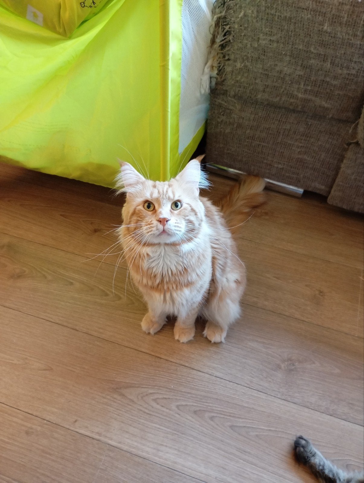 Maine Coon, Kater