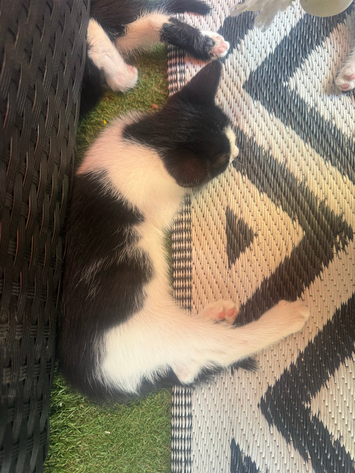kitten 8 weken, Poes