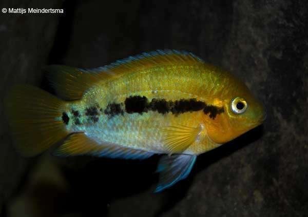 1x regenboogcichlide 10cm midden amerika te koop, Dieren en Toebehoren, Vis, Zoetwatervis