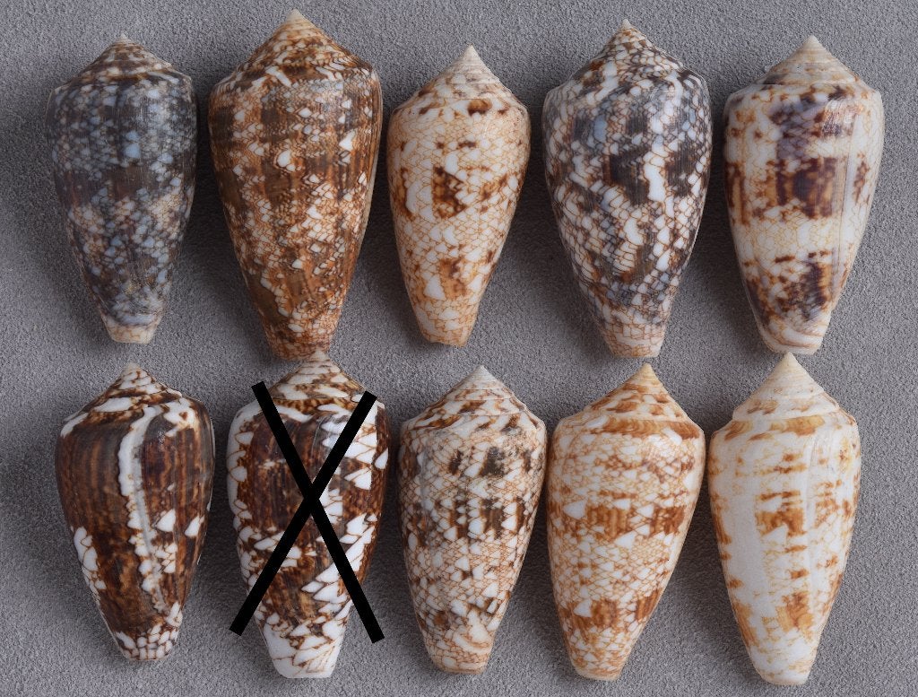 Schelpen: Conus victoriae 42-50mm  Australië - Per stuk, Ophalen of Verzenden, Schelp(en)