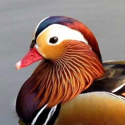 De Mandarijn eenden - Aix galericulata - Vliegend - los en o, Meerdere dieren