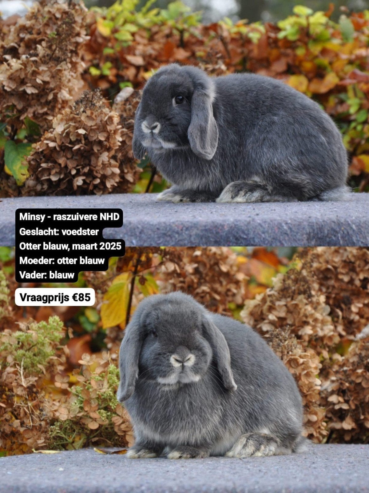 1 jarige Hangoor voedster, Dieren en Toebehoren, Konijnen, Vrouwelijk, Dwerg, Hangoor