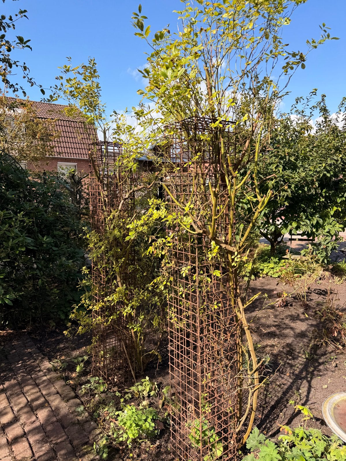 Metalen rek voor klimplanten in de tuin, Ophalen, Gebruikt
