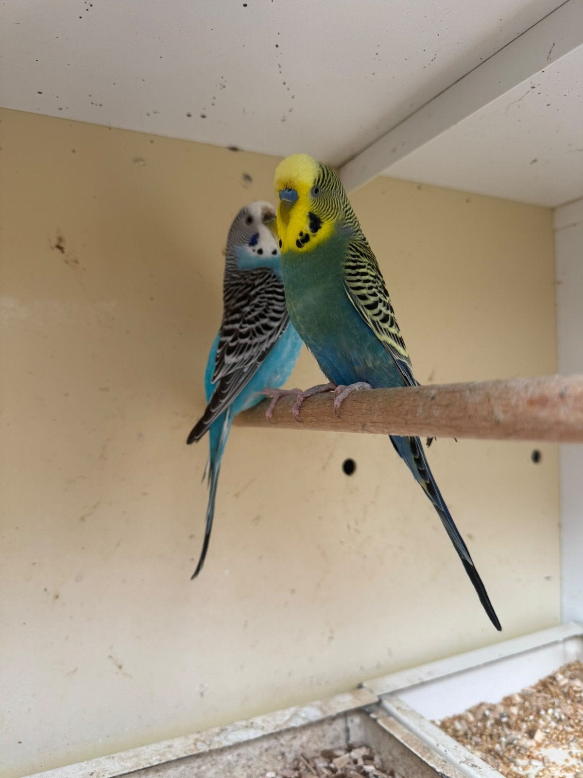 Jonge en oudere grasparkieten, Dieren en Toebehoren, Vogels | Parkieten en Papegaaien, Meerdere dieren, Parkiet