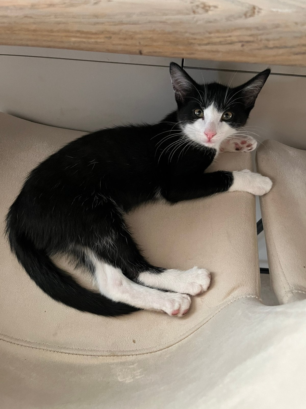 Lieve kitten, vrouwtje van 13 weken., Poes, 0 tot 2 jaar