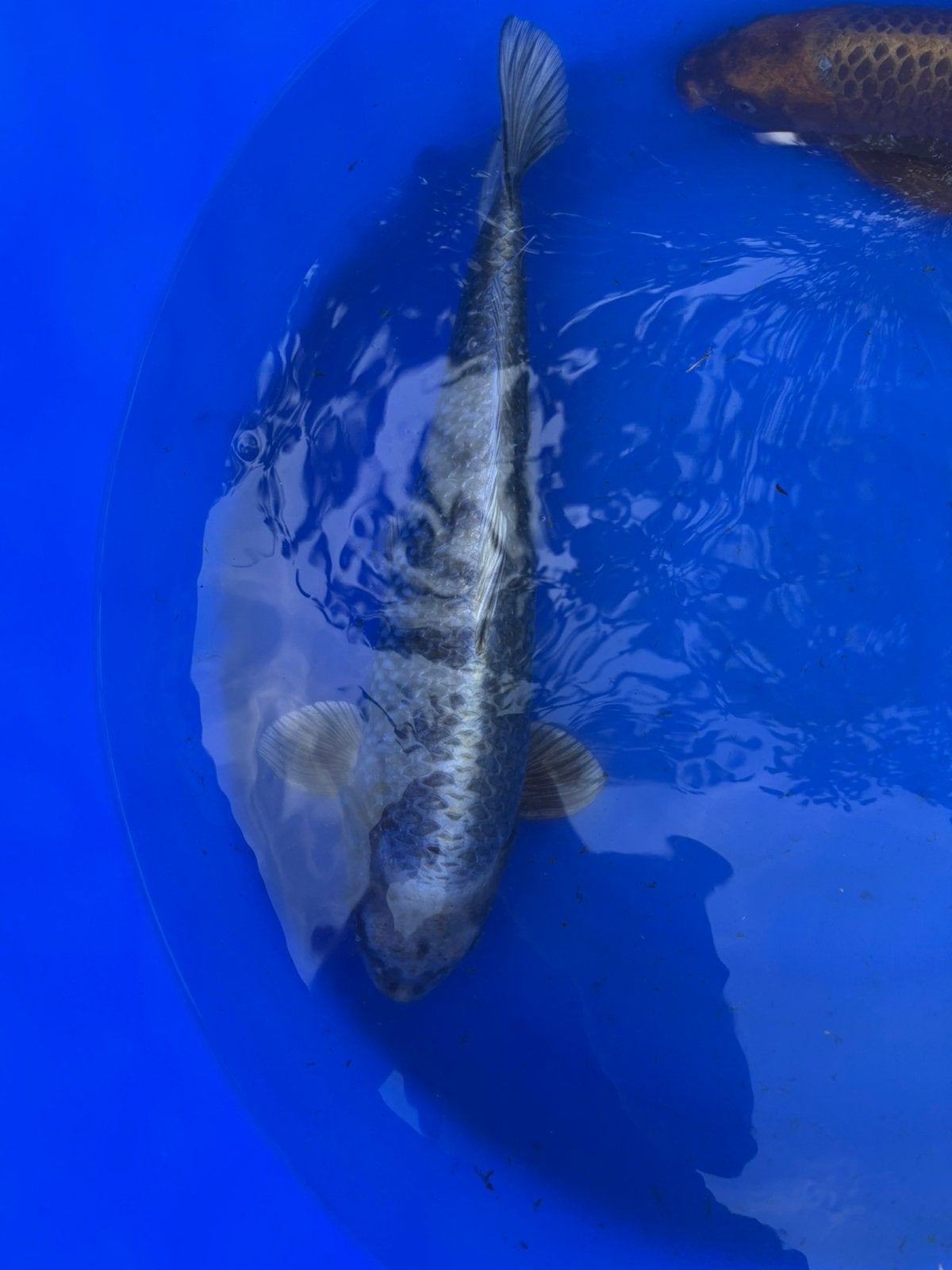 Mukashi ogon 53cm miyatora, Dieren en Toebehoren, Karper of Koi