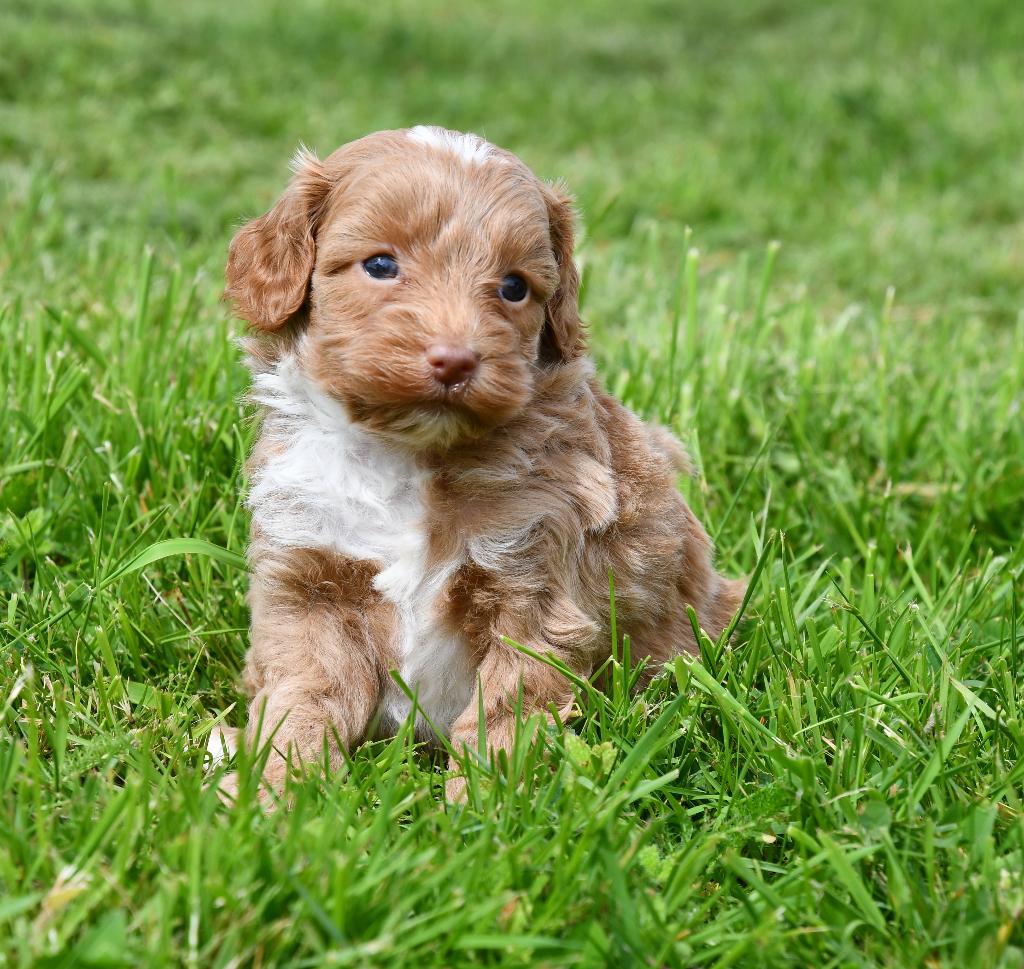 Mooie Boomer X Poedel(Toy Doodle) pups uit geteste ouders, Dieren en Toebehoren, Honden | Chihuahua's en Gezelschapshonden, Nederland