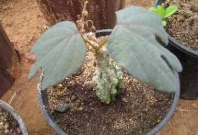 Caudex Adenia Ipigea van oorsprong Madagaskar potmaat 12cm, Huis en Inrichting, Kamerplanten, Overige soorten, Ophalen of Verzenden