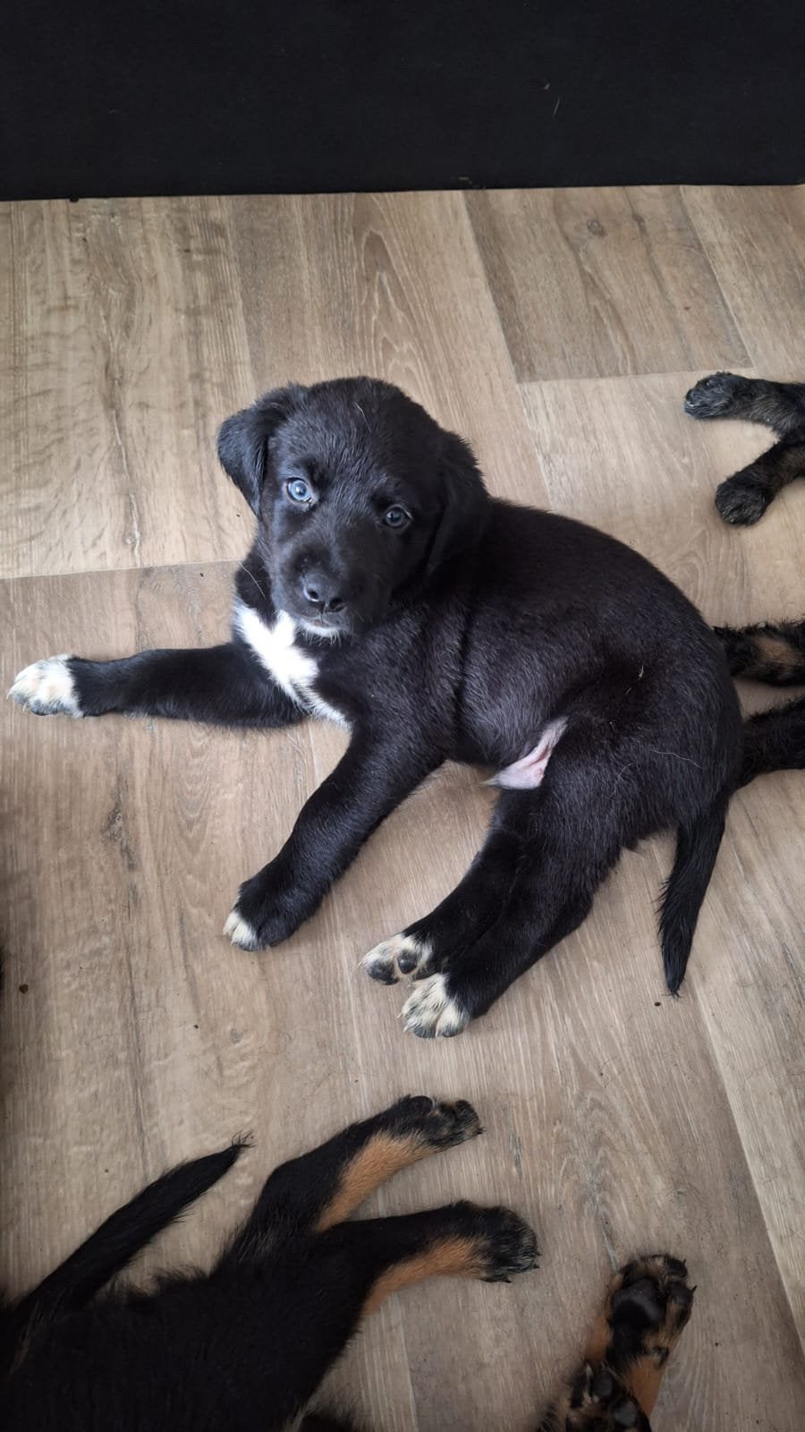Kruising Bernsky / Friese Langhaar pups, 8 tot 15 weken, Meerdere, Meerdere dieren, Nederland