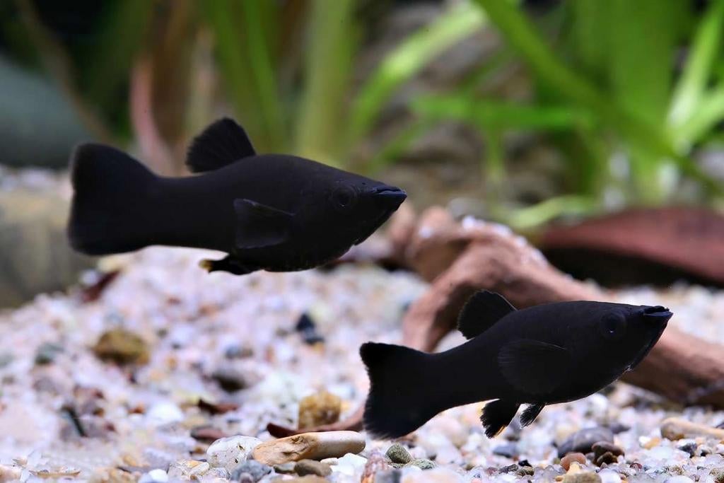 Black Mollies (eigen nakweek), Dieren en Toebehoren, Vissen | Aquariumvissen