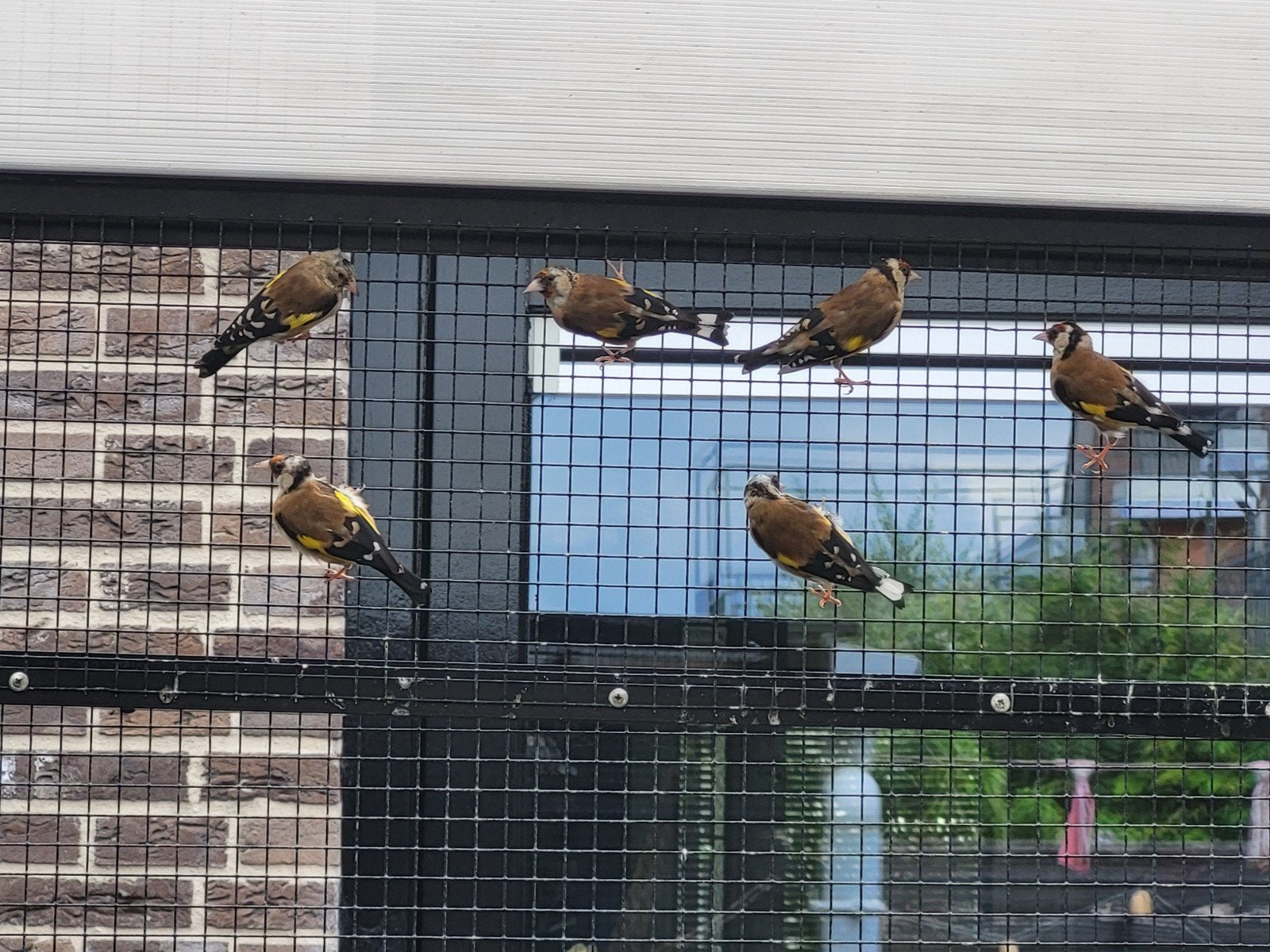 putters 6 stuks, Dieren en Toebehoren, Vogels | Kanaries, Geslacht onbekend