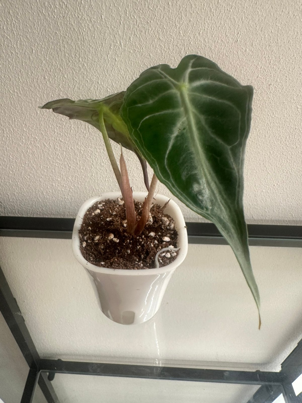 Alocasia Venom (uit knol), Huis en Inrichting, Kamerplanten, Ophalen of Verzenden, Halfschaduw, Minder dan 100 cm