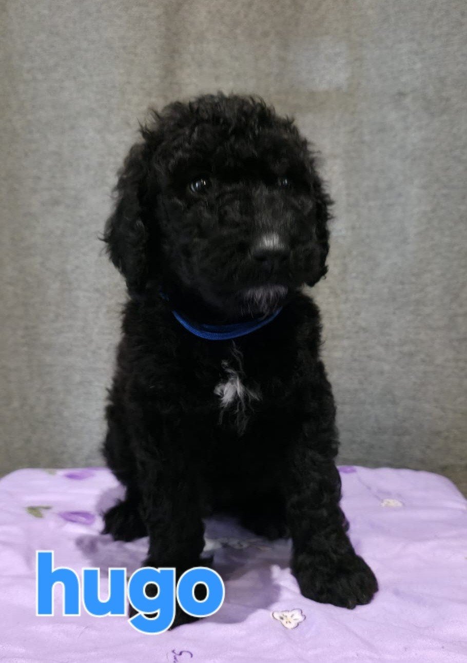 ‼️NIEUWE PRIJS labradoodel pups. mogen het nest meteen verl