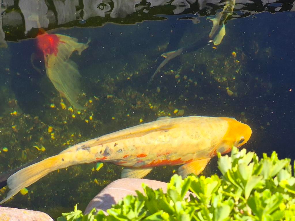 2 mooie koi.s te koop, Karper of Koi