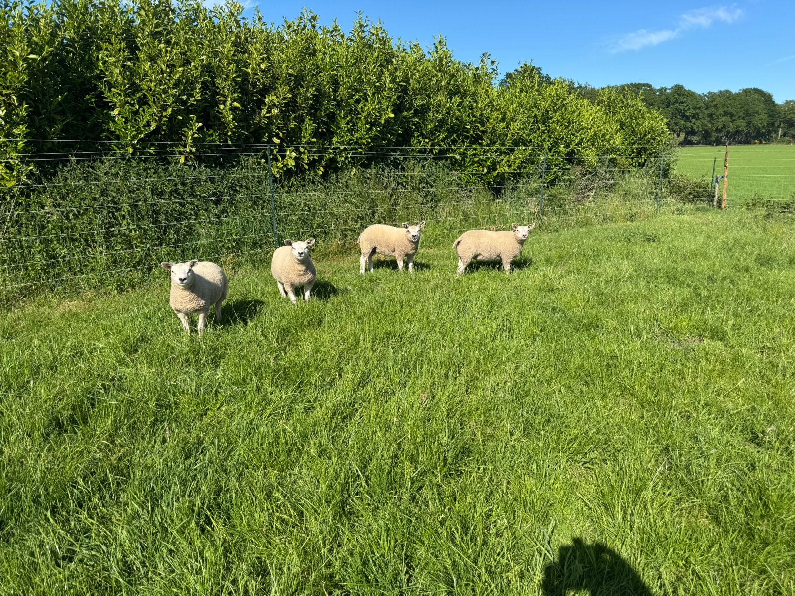 Texelaar stamboek ooi lammeren, Vrouwelijk, Schaap, 0 tot 2 jaar