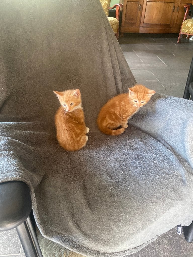 kittens 8wk beige kater rood met witte kater rood poesje, Meerdere dieren, Kortharig, 0 tot 2 jaar