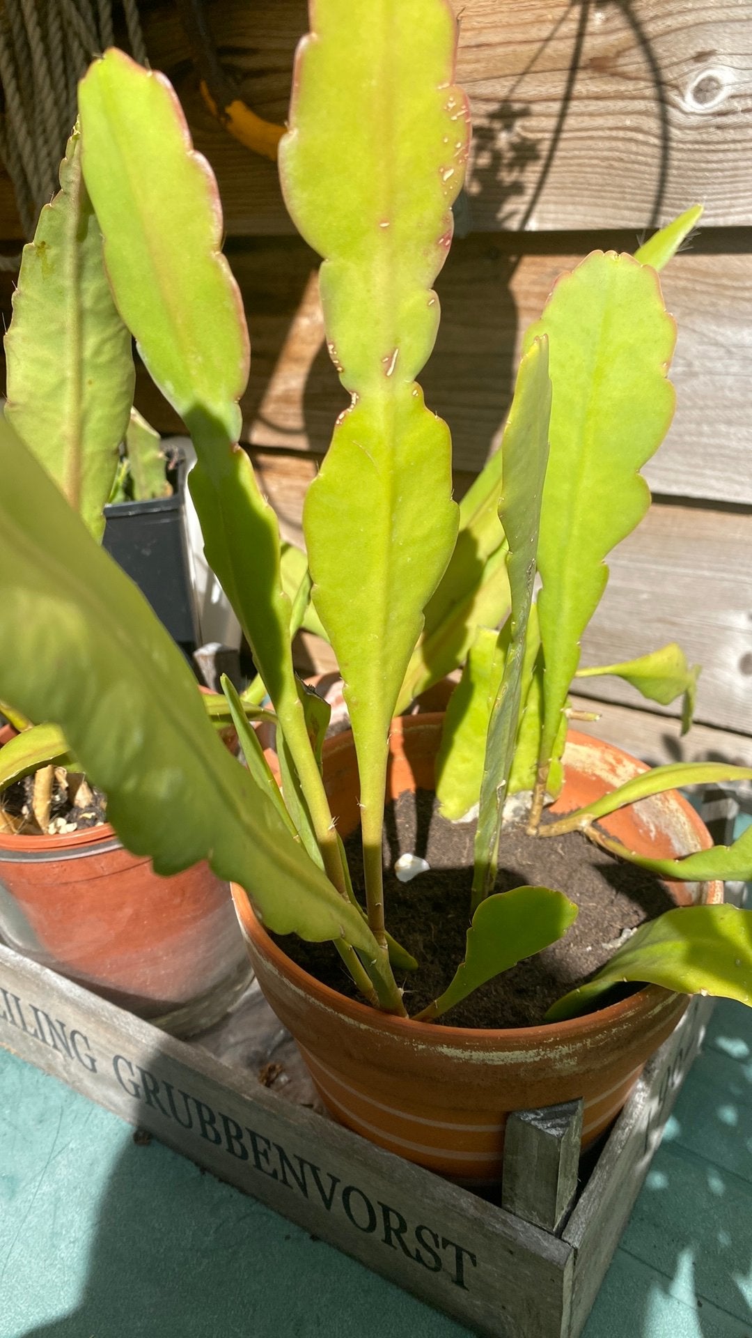 Gewortelde stekken Epiphyllum ( 6 potten), Ophalen, Halfschaduw, Minder dan 100 cm