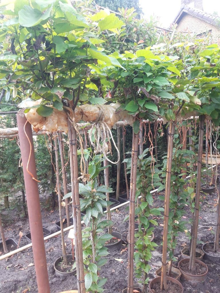 Catalpa bign. Nana stam 150 cm in pot, Bloeit niet, 100 tot 250 cm, Ophalen, Volle zon