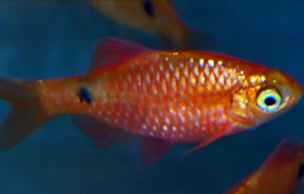 Prachtbarbeel goud pethia conchonius aquarium vissen kopen, Dieren en Toebehoren, Vissen | Aquariumvissen, Vis