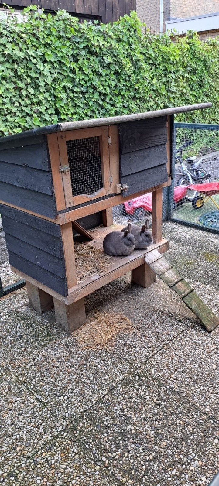 Twee lieve konijnen, Meerdere dieren, 3 tot 5 jaar