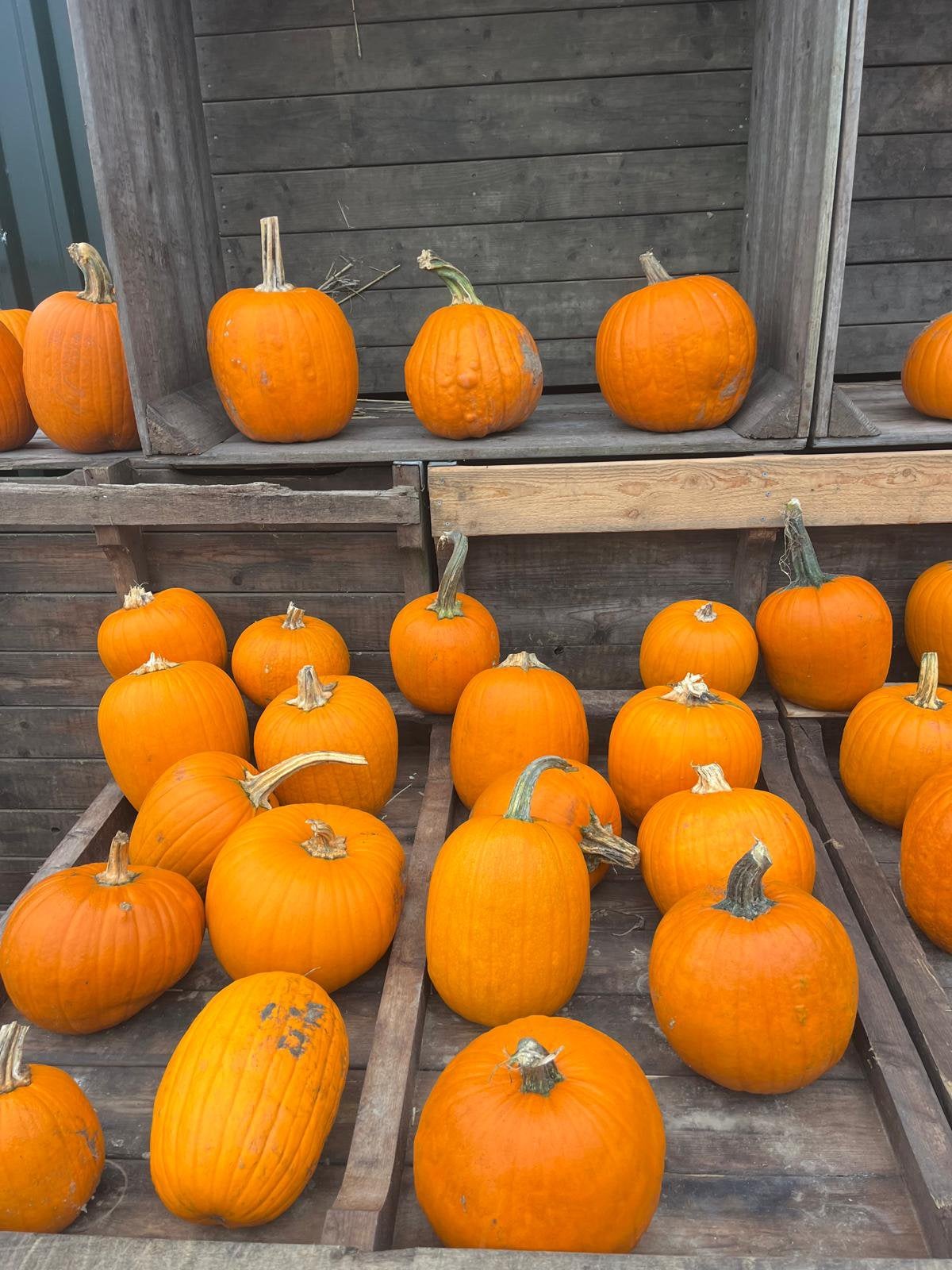Partij pompoenen sierpompoenen halloween halloweenpompoenen, Ophalen