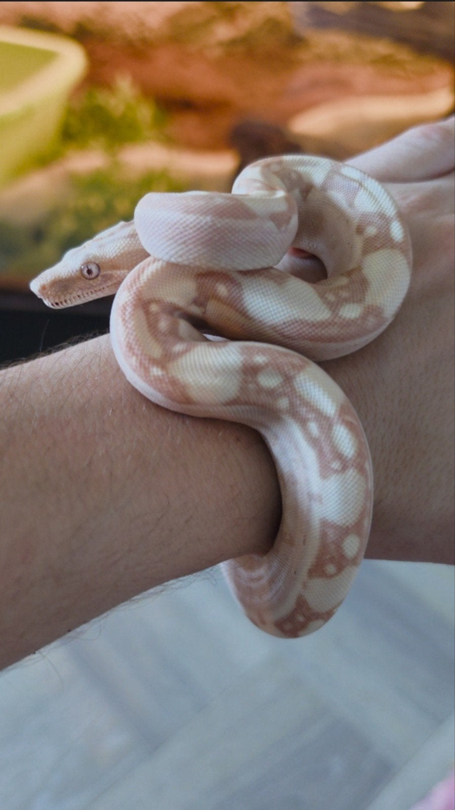Boa Constrictor boa Morphs Vpi Super Hypo Crysal Fire Aztec Boa Constrictor photo 12