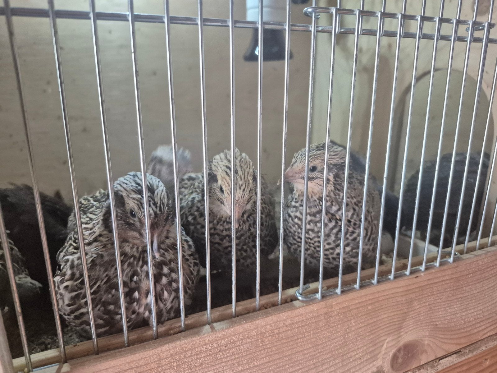 9 stuks freckled italians kwartels, Dieren en Toebehoren