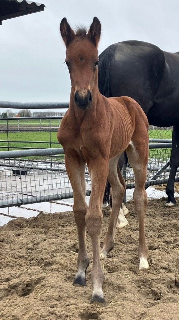 McLaren merrieveulen, Dieren en Toebehoren, Paarden, Merrie, Met stamboom, Niet van toepassing, Dressuurpaard